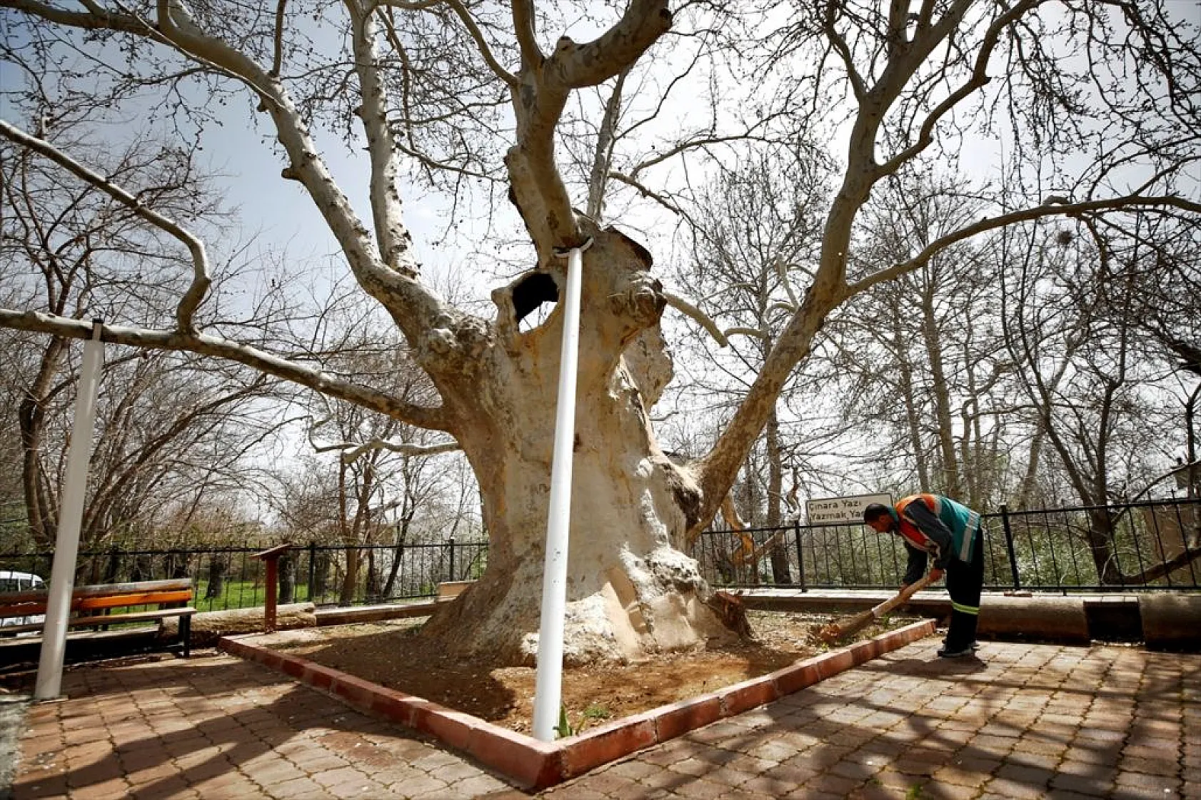 394 yıllık 'Doğu Çınarı' özenle korunuyor