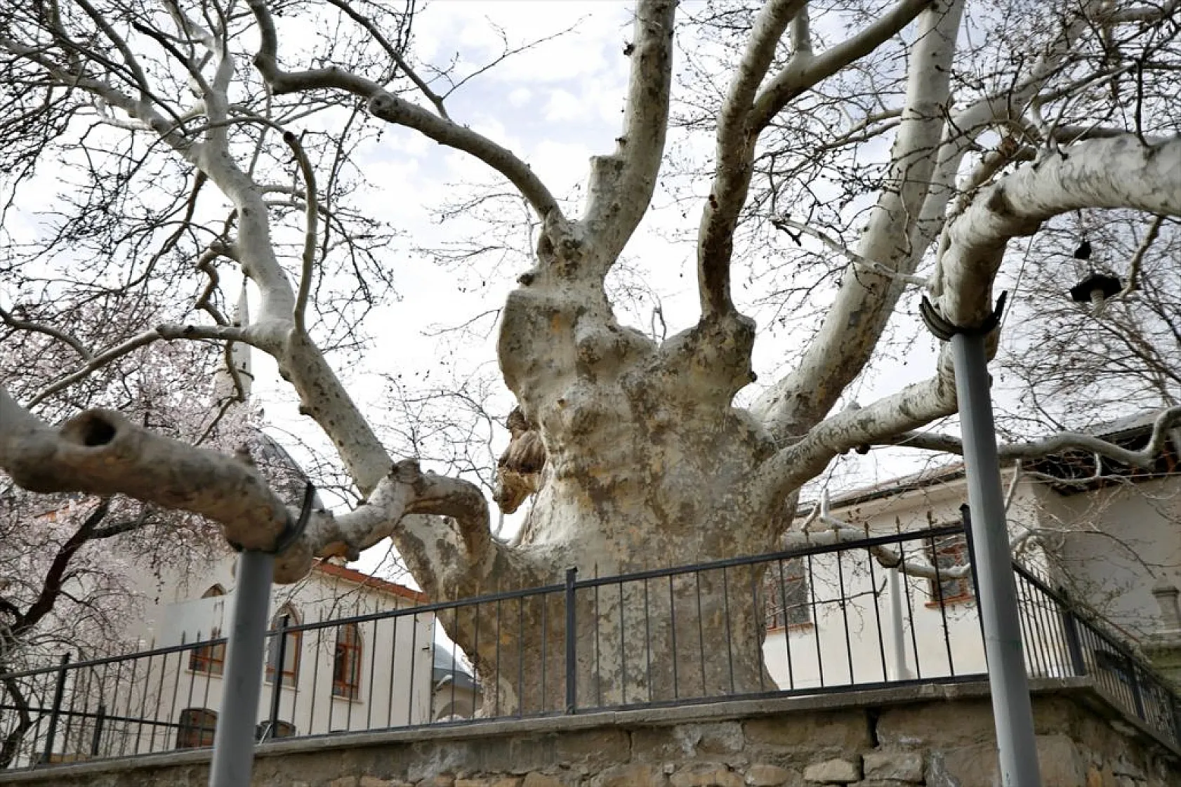 394 yıllık 'Doğu Çınarı' özenle korunuyor