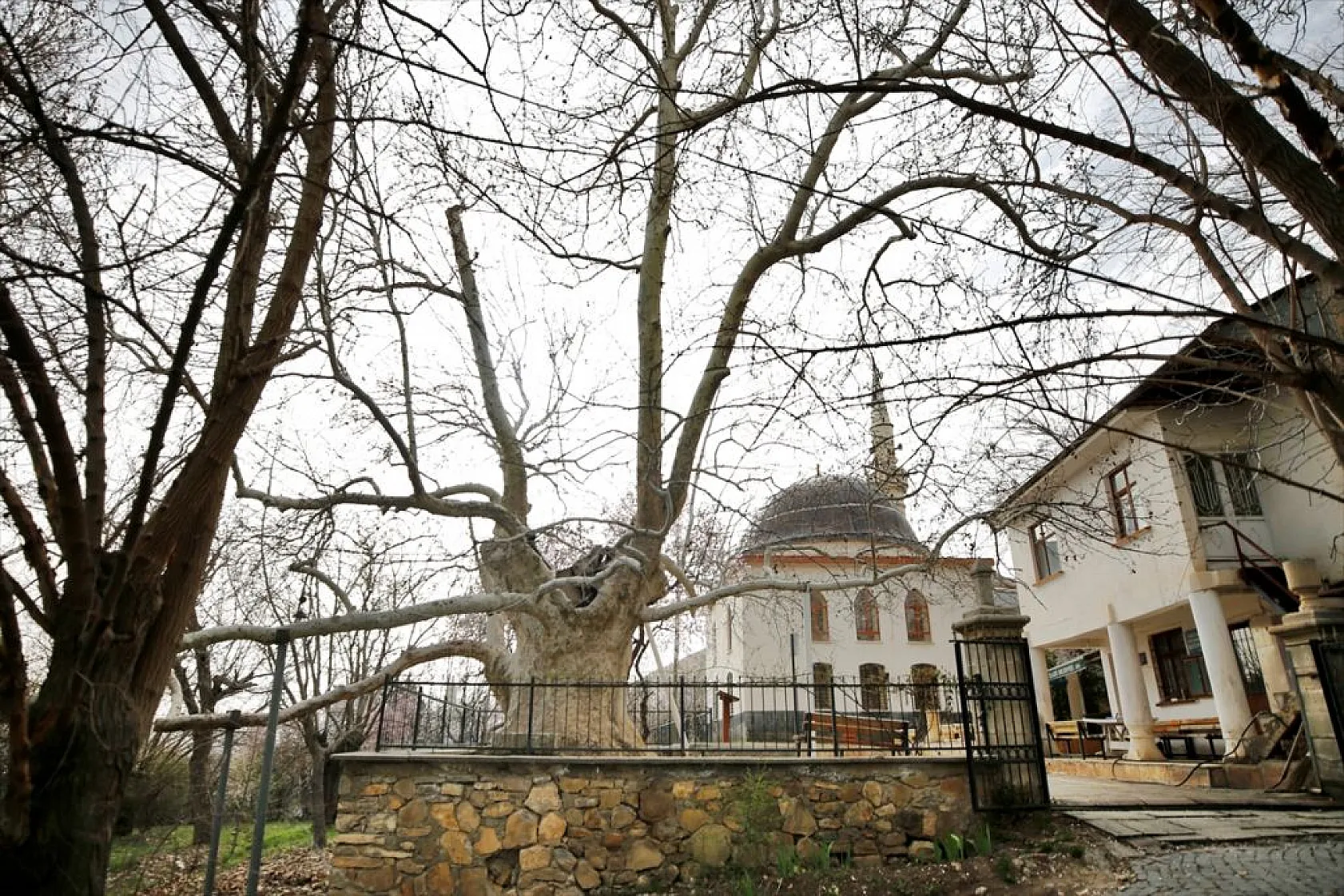 394 yıllık 'Doğu Çınarı' özenle korunuyor