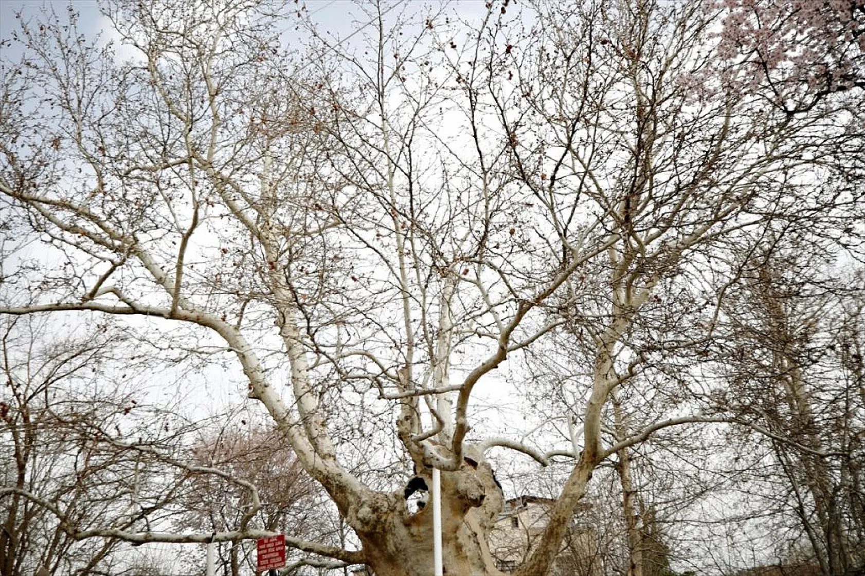 394 yıllık 'Doğu Çınarı' özenle korunuyor