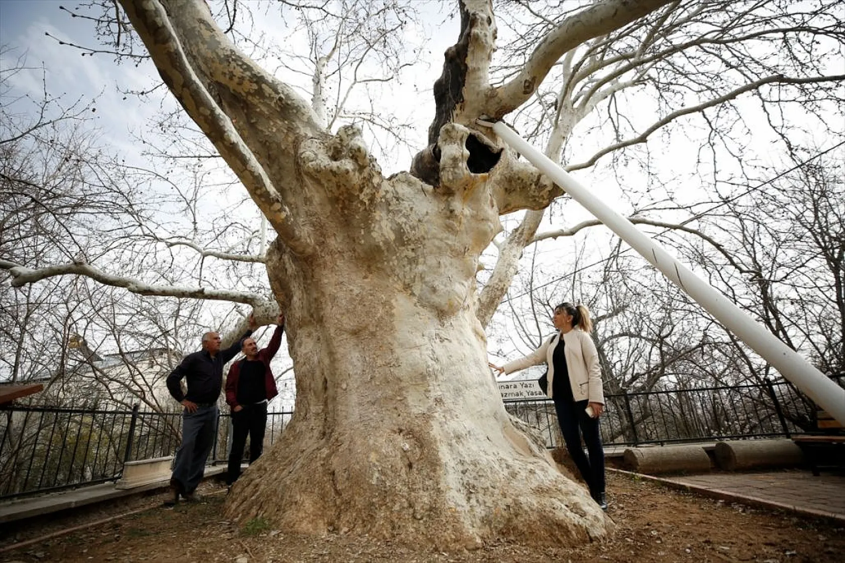 394 yıllık 'Doğu Çınarı' özenle korunuyor