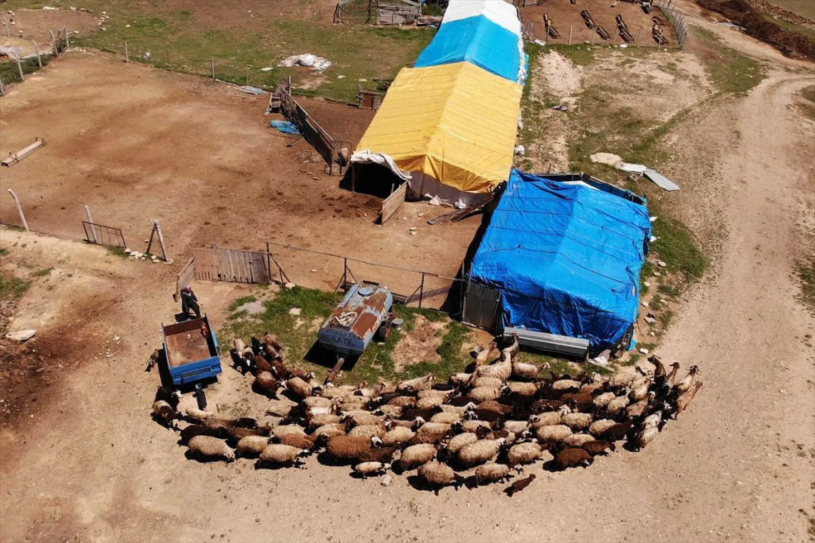 Devlet desteği ile sürü sahibi oldu