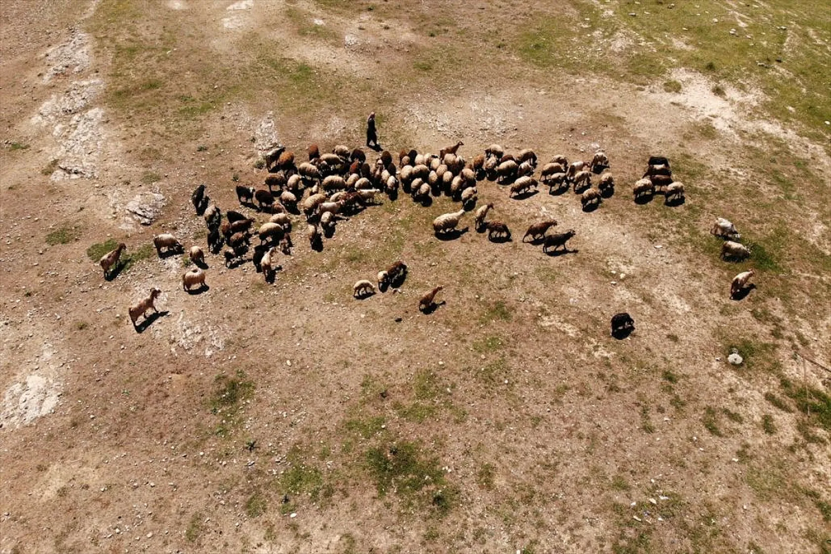 Devlet desteği ile sürü sahibi oldu