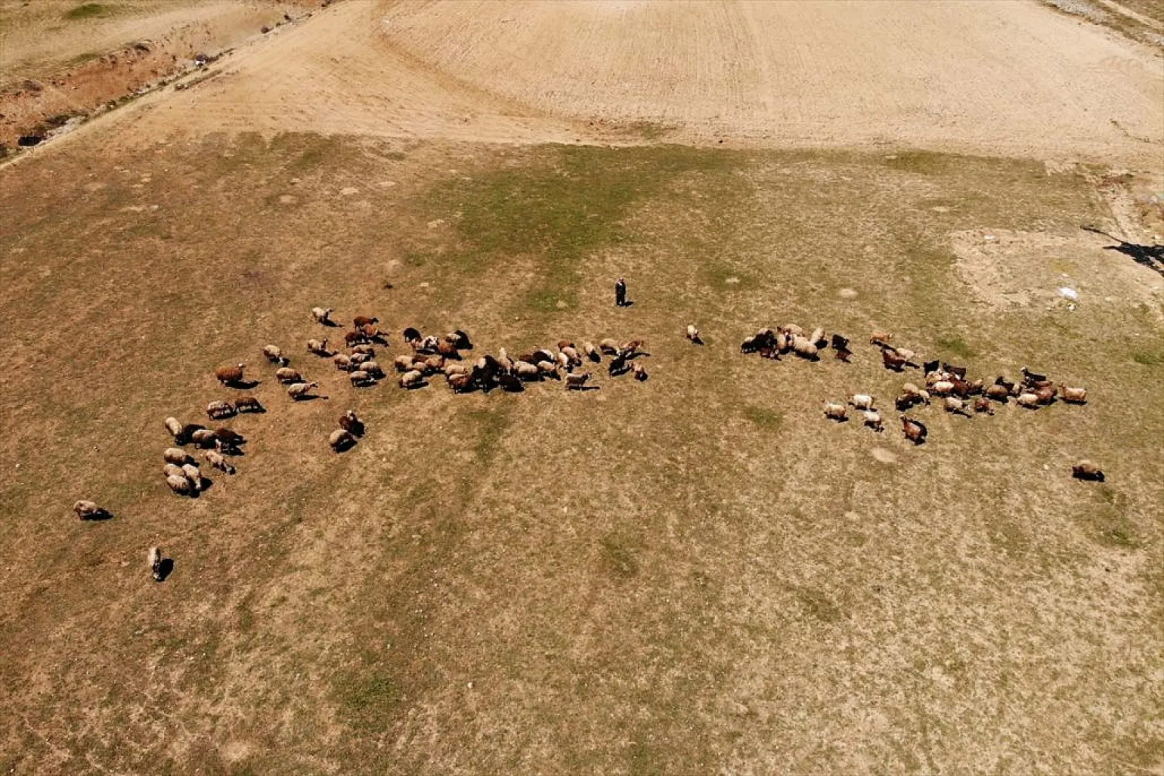 Devlet desteği ile sürü sahibi oldu