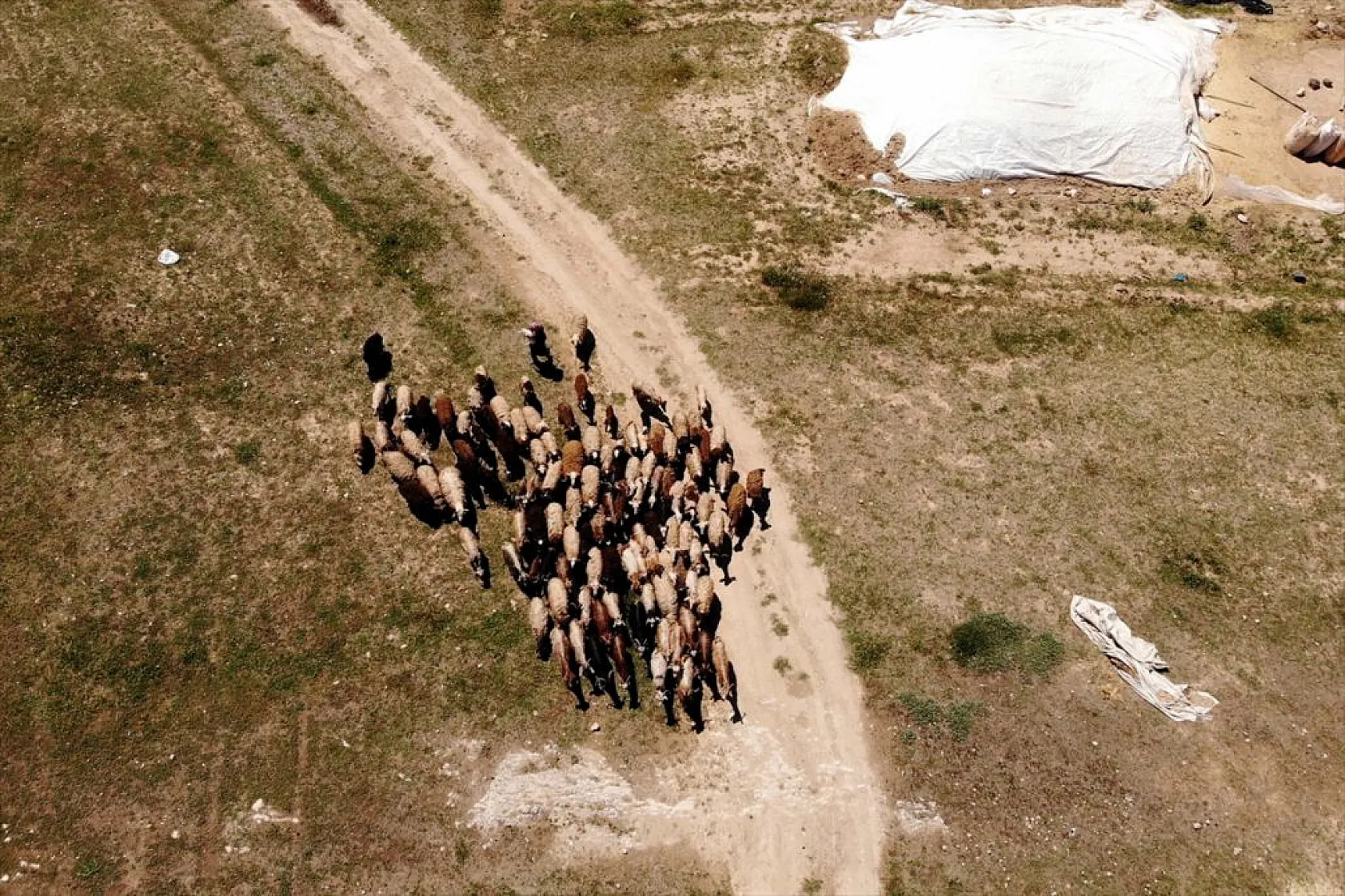 Devlet desteği ile sürü sahibi oldu