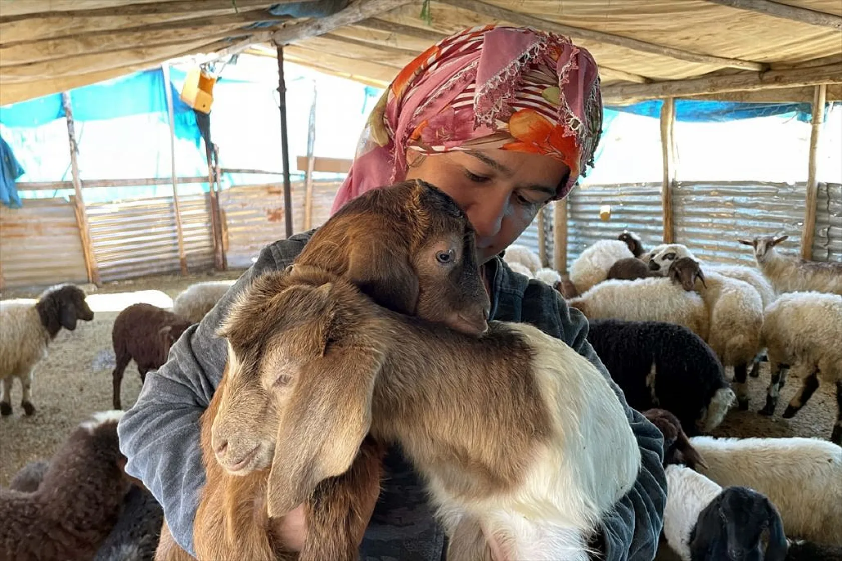 Devlet desteği ile sürü sahibi oldu