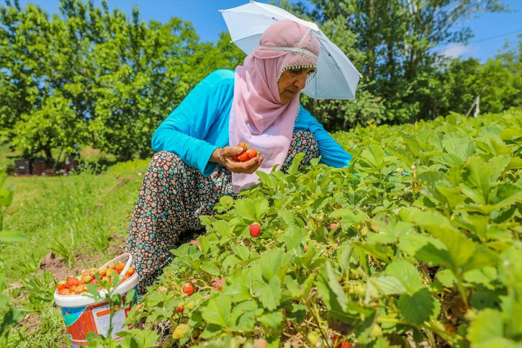 Osmanlı çileği tezgaha inmeden satılıyor