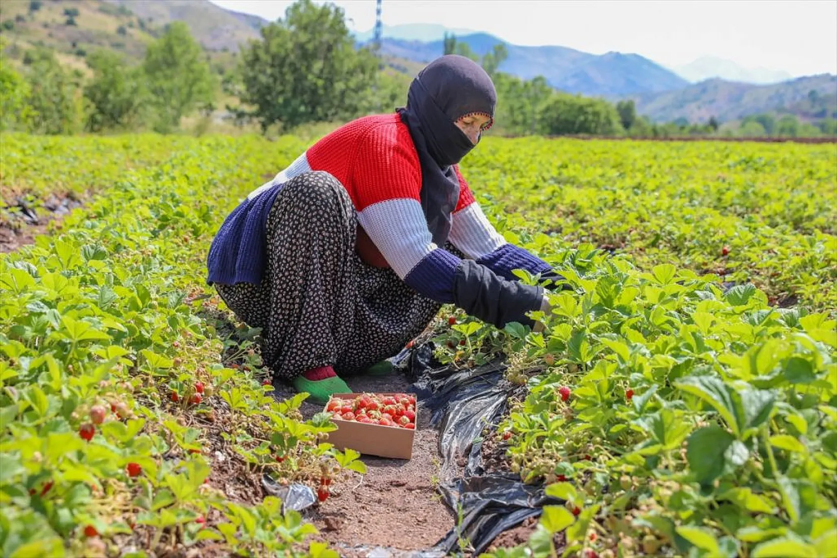 Osmanlı çileği tezgaha inmeden satılıyor