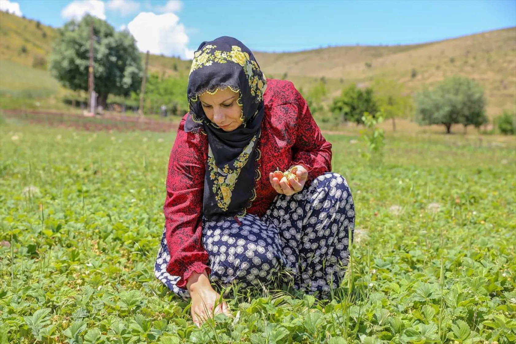 Osmanlı çileği tezgaha inmeden satılıyor