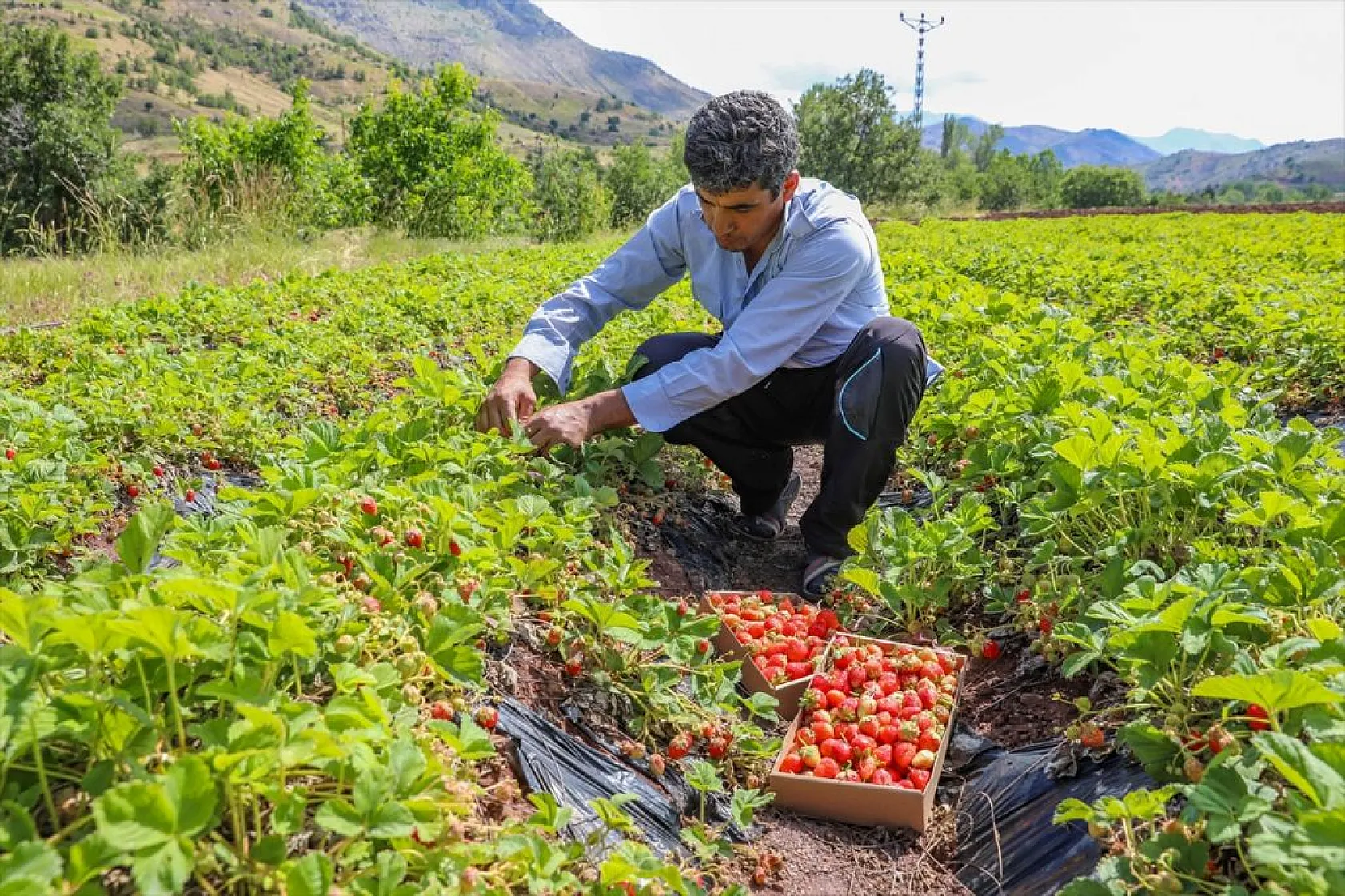 Osmanlı çileği tezgaha inmeden satılıyor