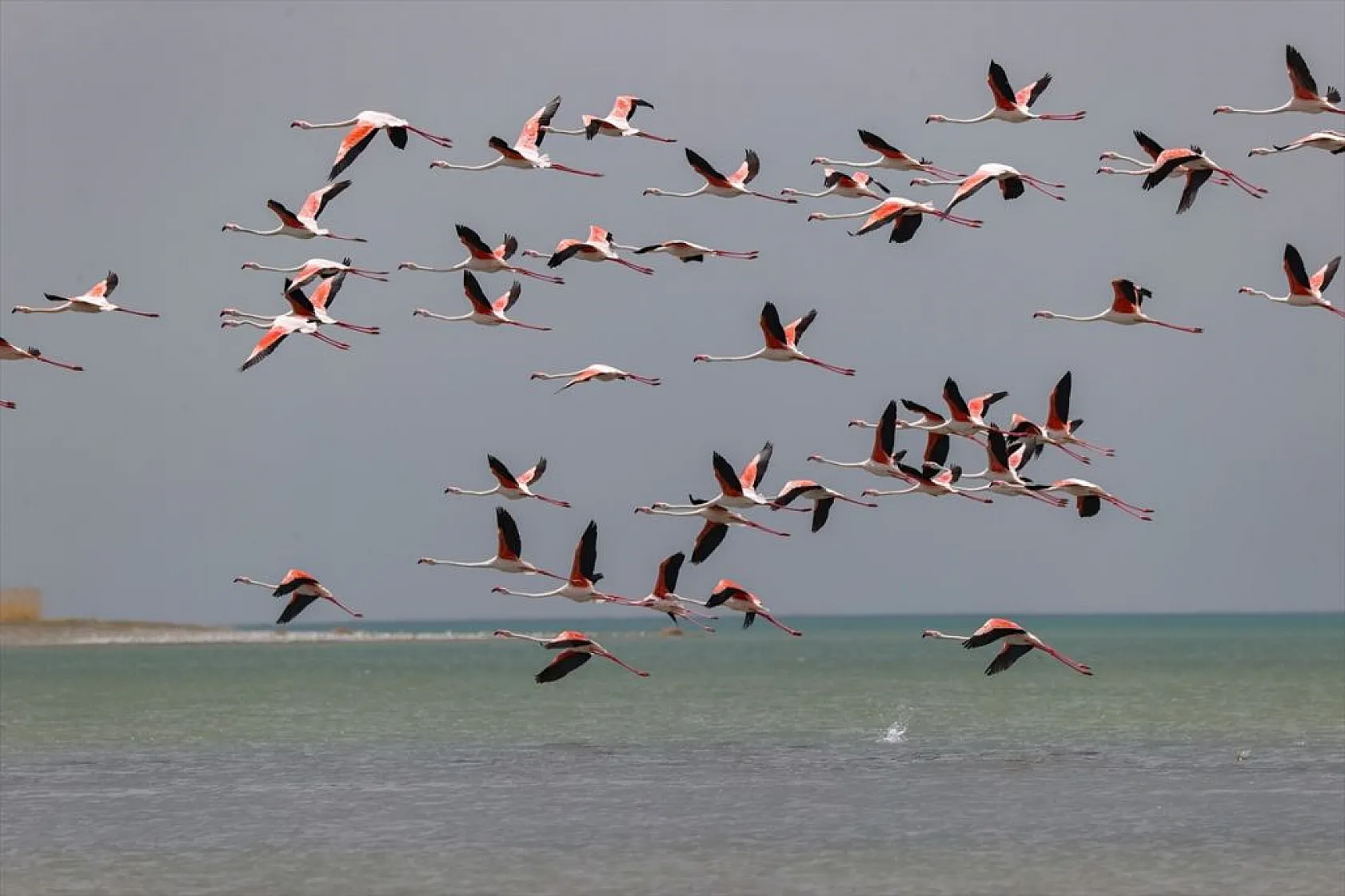 Van'da kuraklıktan kurtulan sulak alanlar yeniden kuşlara yuva oldu