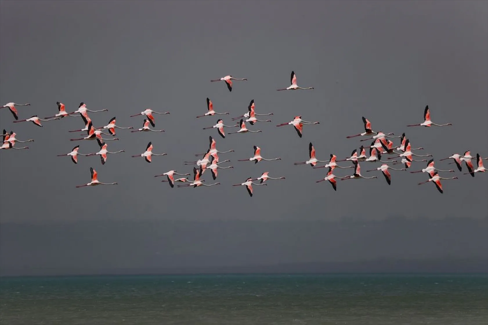 Van'da kuraklıktan kurtulan sulak alanlar yeniden kuşlara yuva oldu