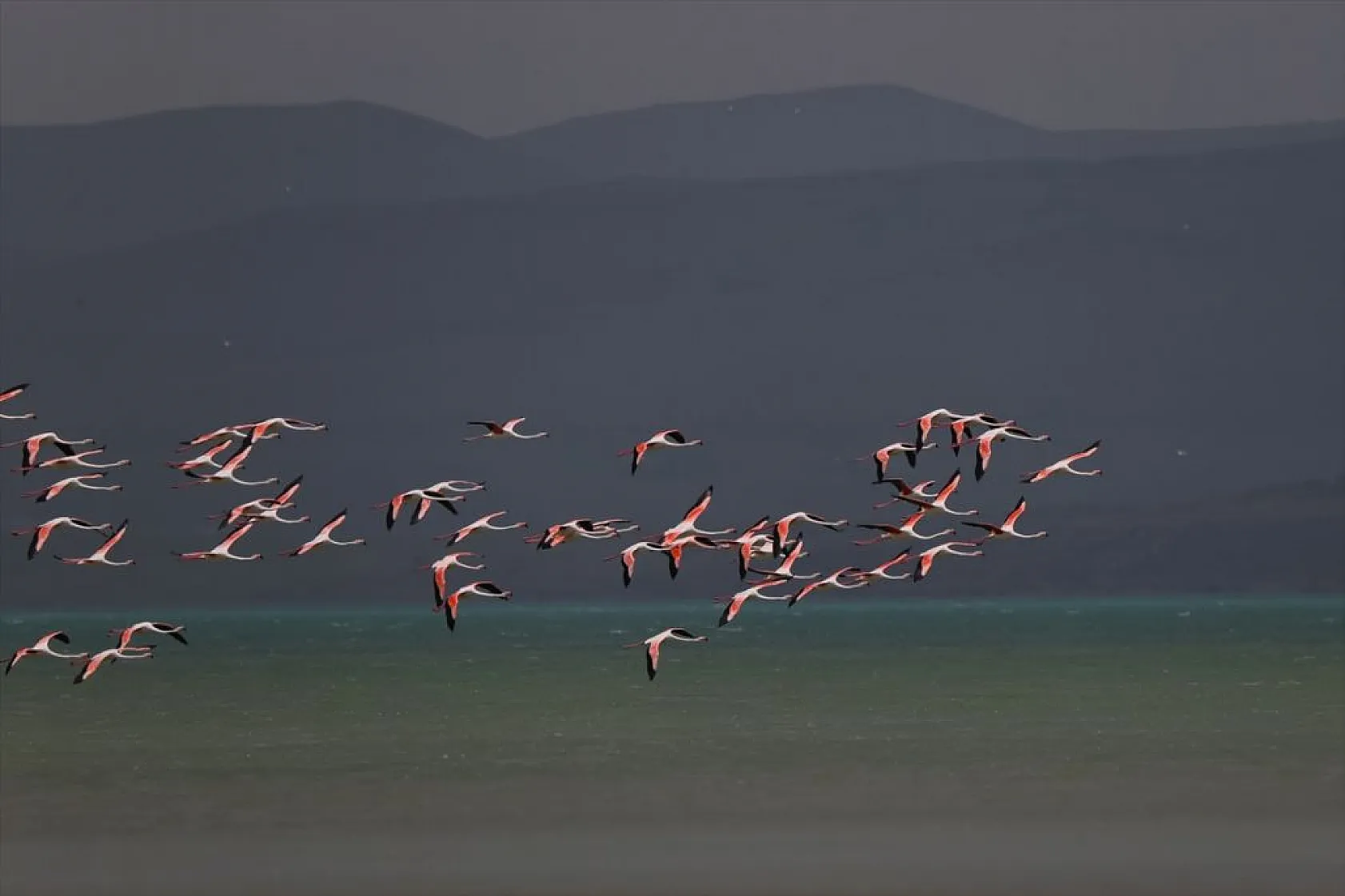 Van'da kuraklıktan kurtulan sulak alanlar yeniden kuşlara yuva oldu
