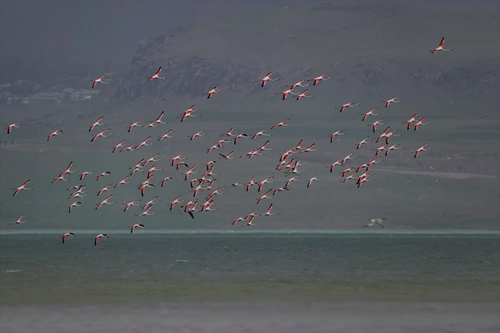 Van'da kuraklıktan kurtulan sulak alanlar yeniden kuşlara yuva oldu