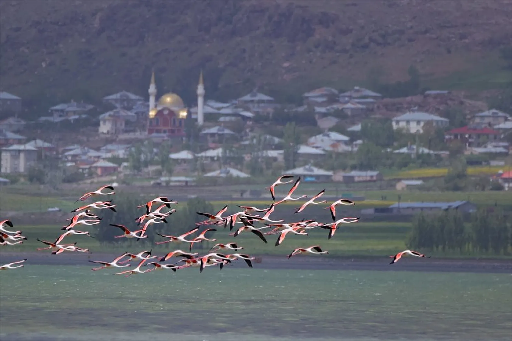 Van'da kuraklıktan kurtulan sulak alanlar yeniden kuşlara yuva oldu
