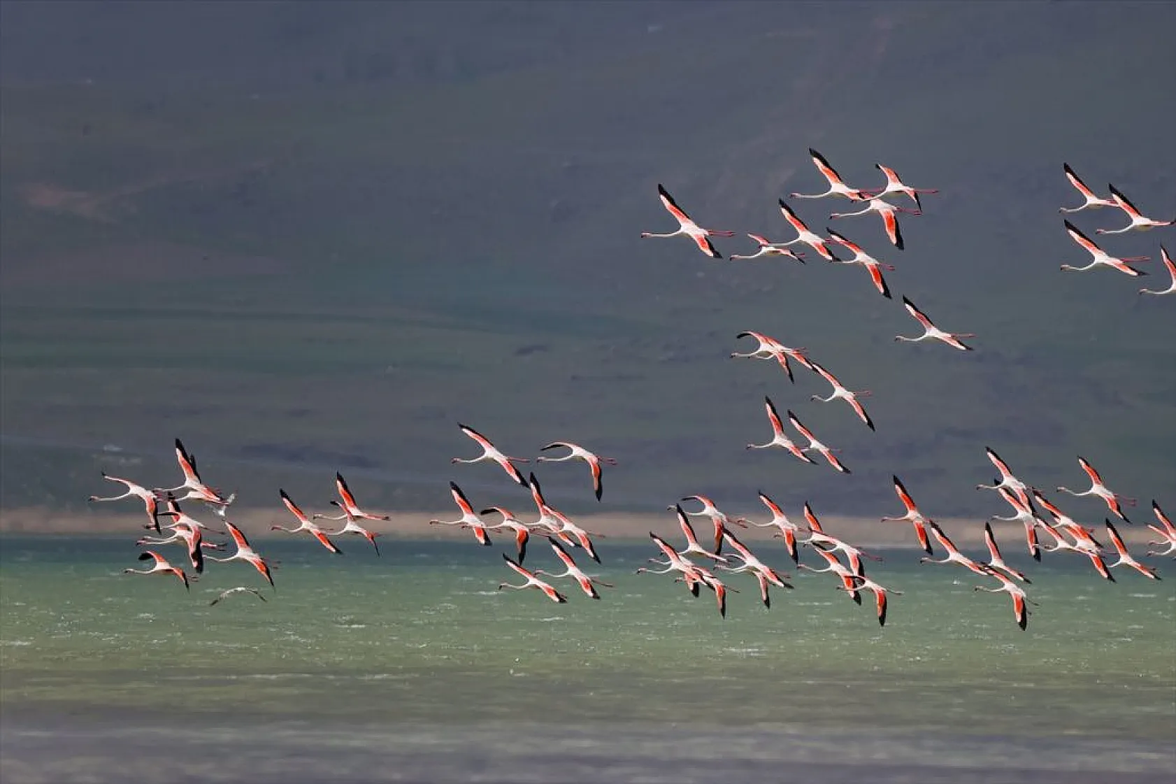 Van'da kuraklıktan kurtulan sulak alanlar yeniden kuşlara yuva oldu