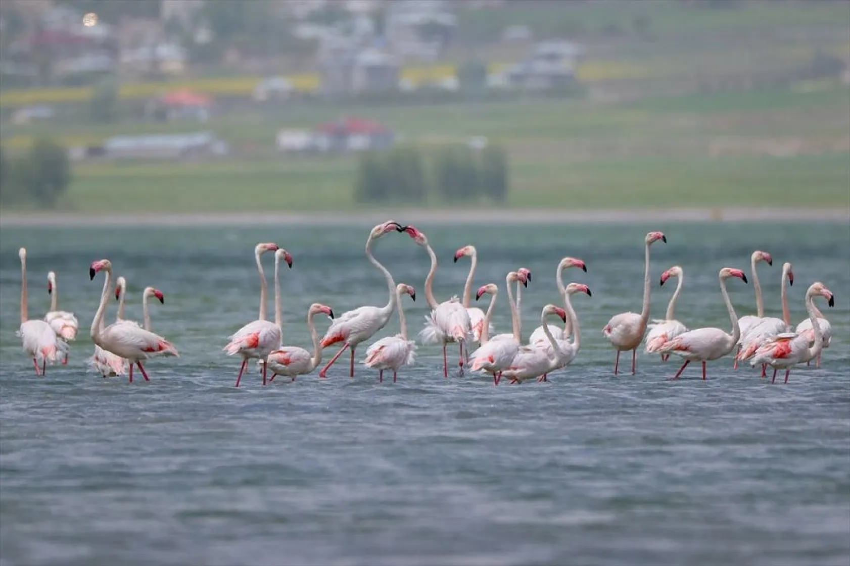 Van'da kuraklıktan kurtulan sulak alanlar yeniden kuşlara yuva oldu