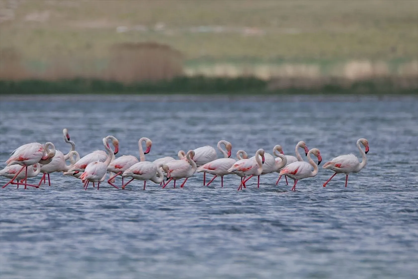Van'da kuraklıktan kurtulan sulak alanlar yeniden kuşlara yuva oldu