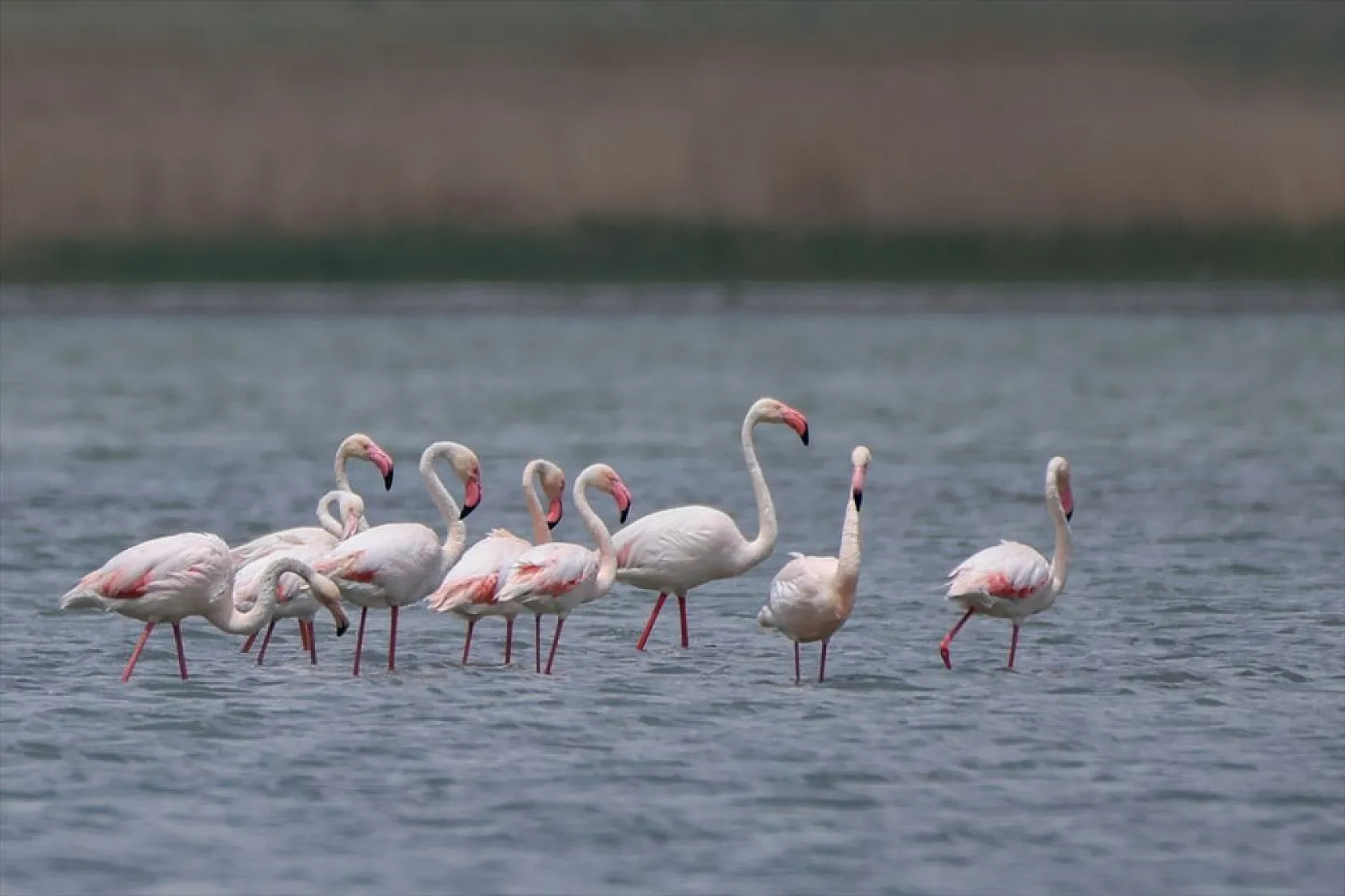 Van'da kuraklıktan kurtulan sulak alanlar yeniden kuşlara yuva oldu