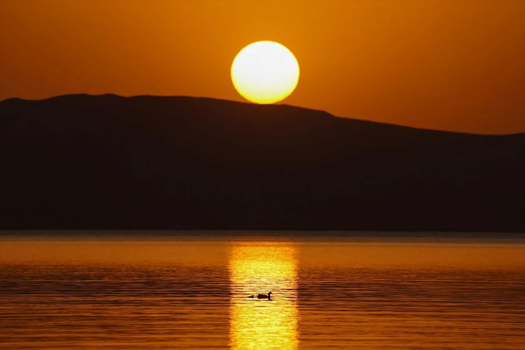 Van'da kuraklıktan kurtulan sulak alanlar yeniden kuşlara yuva oldu