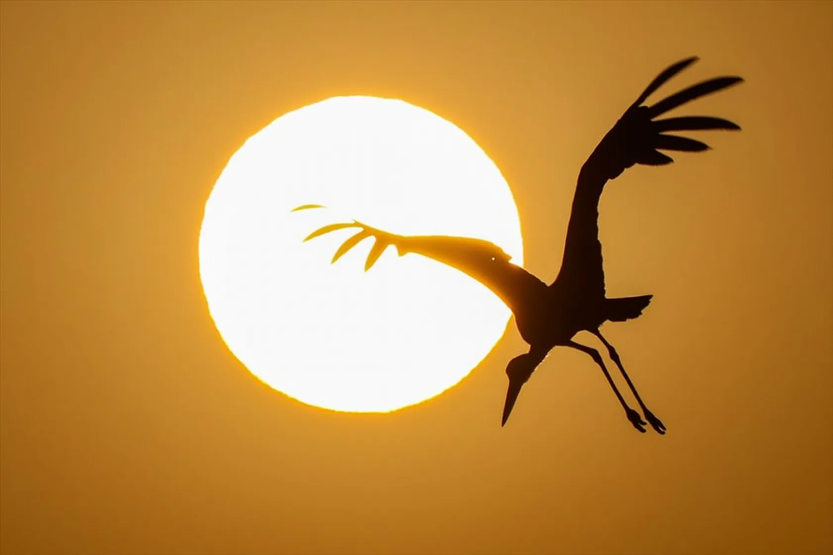 Van'da kuraklıktan kurtulan sulak alanlar yeniden kuşlara yuva oldu