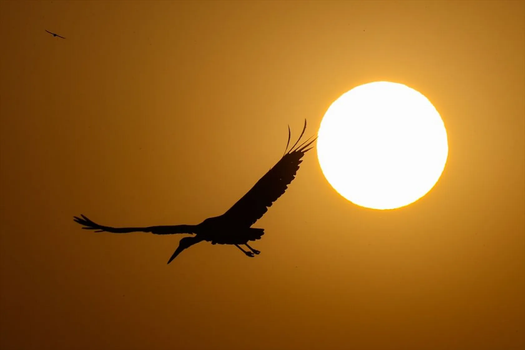 Van'da kuraklıktan kurtulan sulak alanlar yeniden kuşlara yuva oldu
