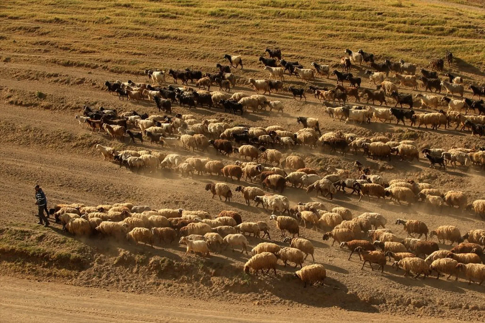 Sürülerin tozlu yolculuğu
