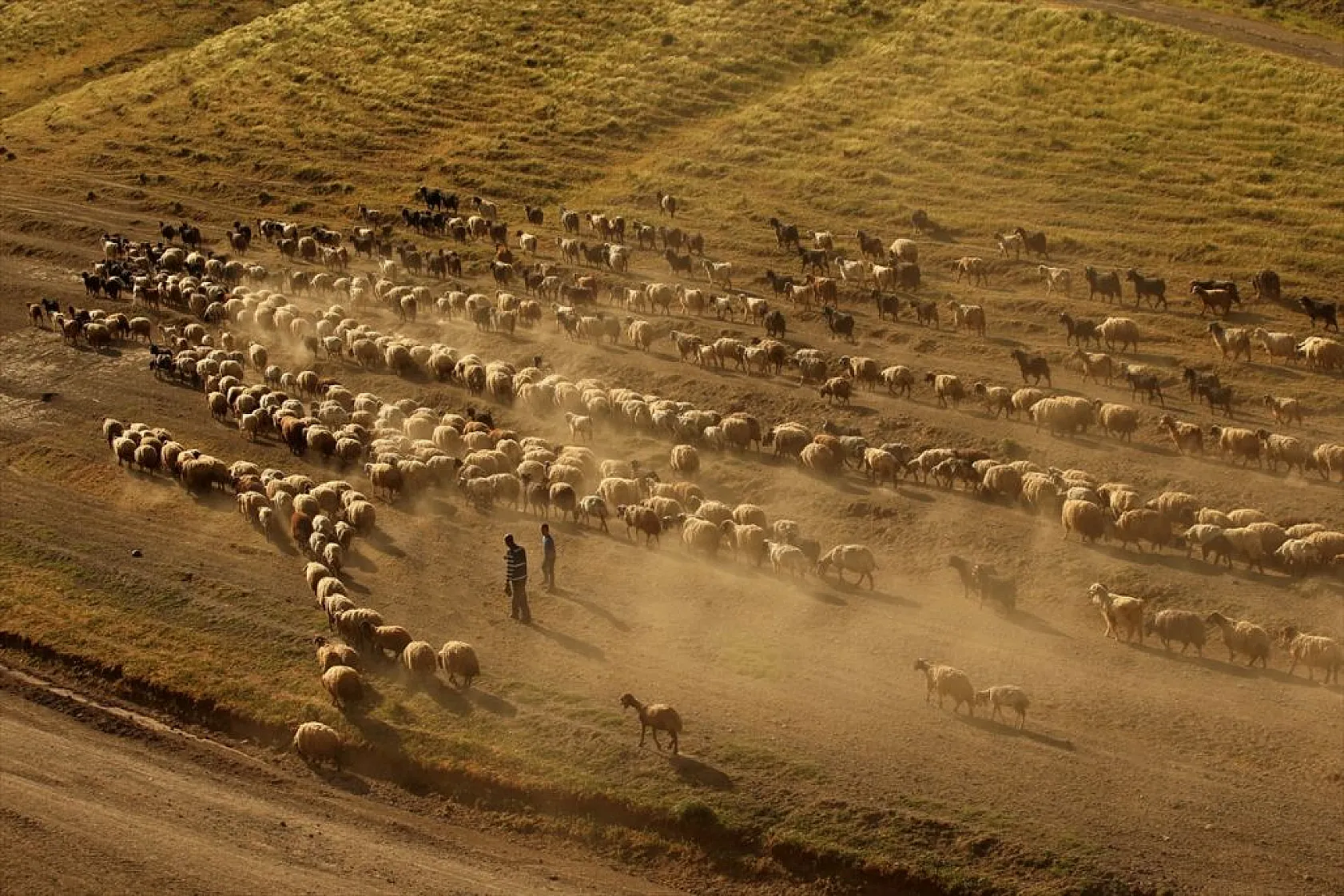 Sürülerin tozlu yolculuğu