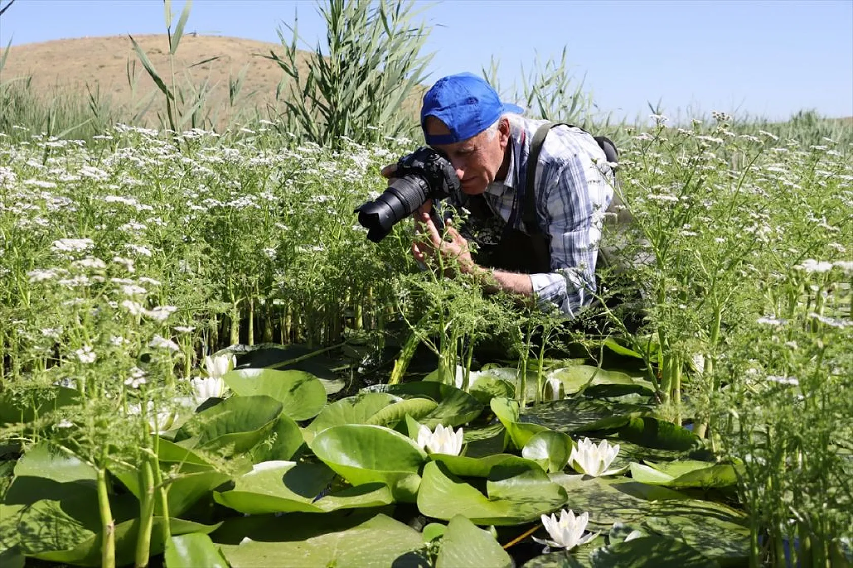 Süphan Dağı eteklerinde nilüferler açtı