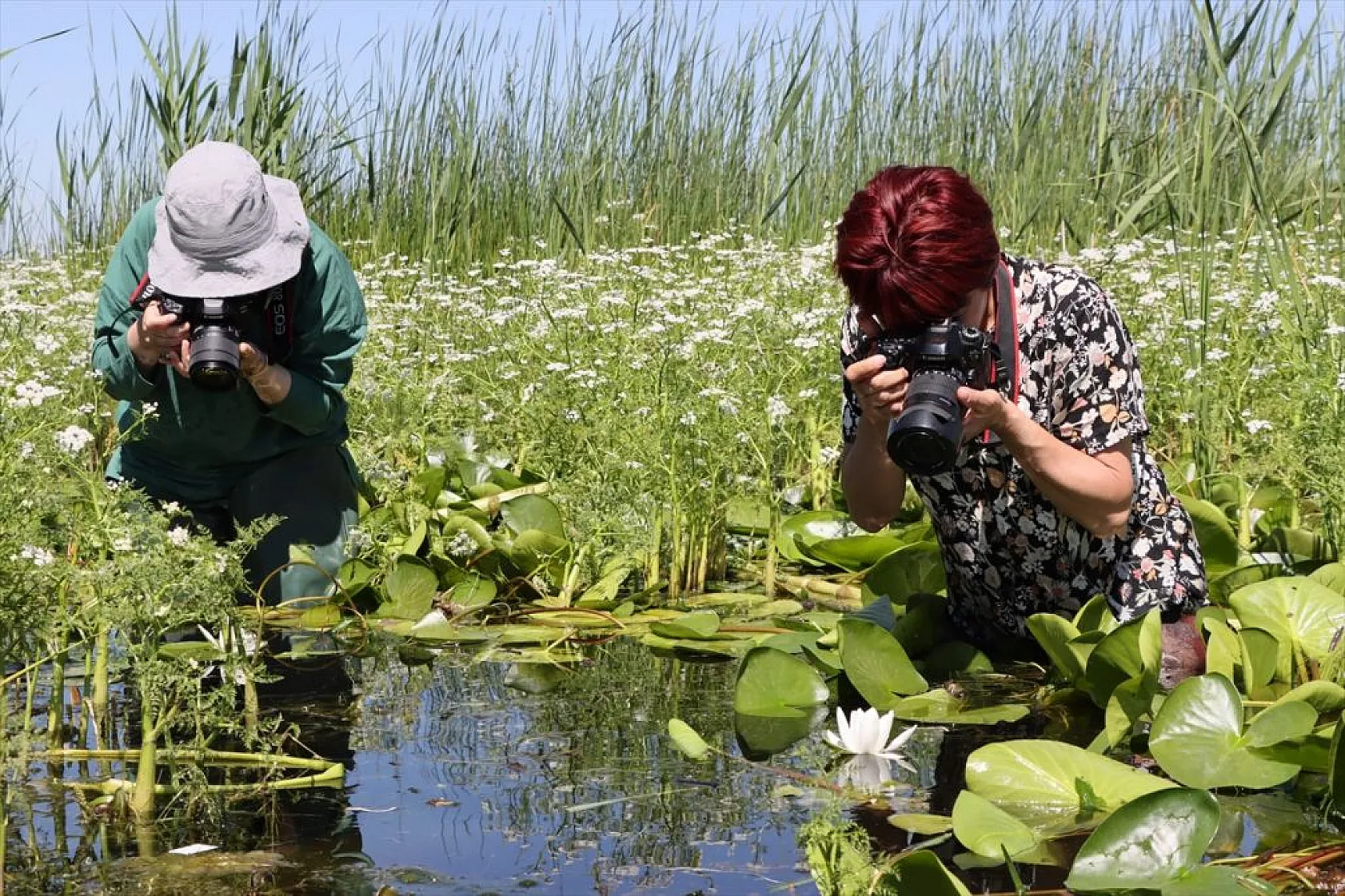 Süphan Dağı eteklerinde nilüferler açtı
