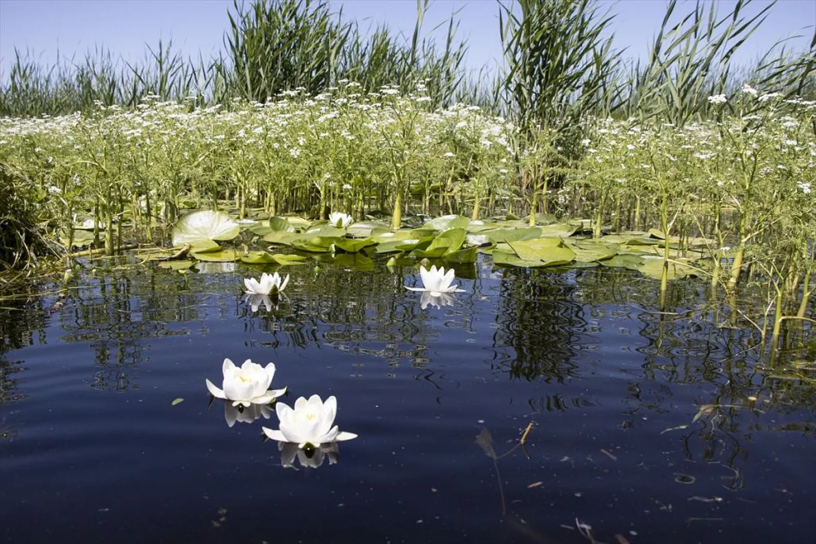 Süphan Dağı eteklerinde nilüferler açtı