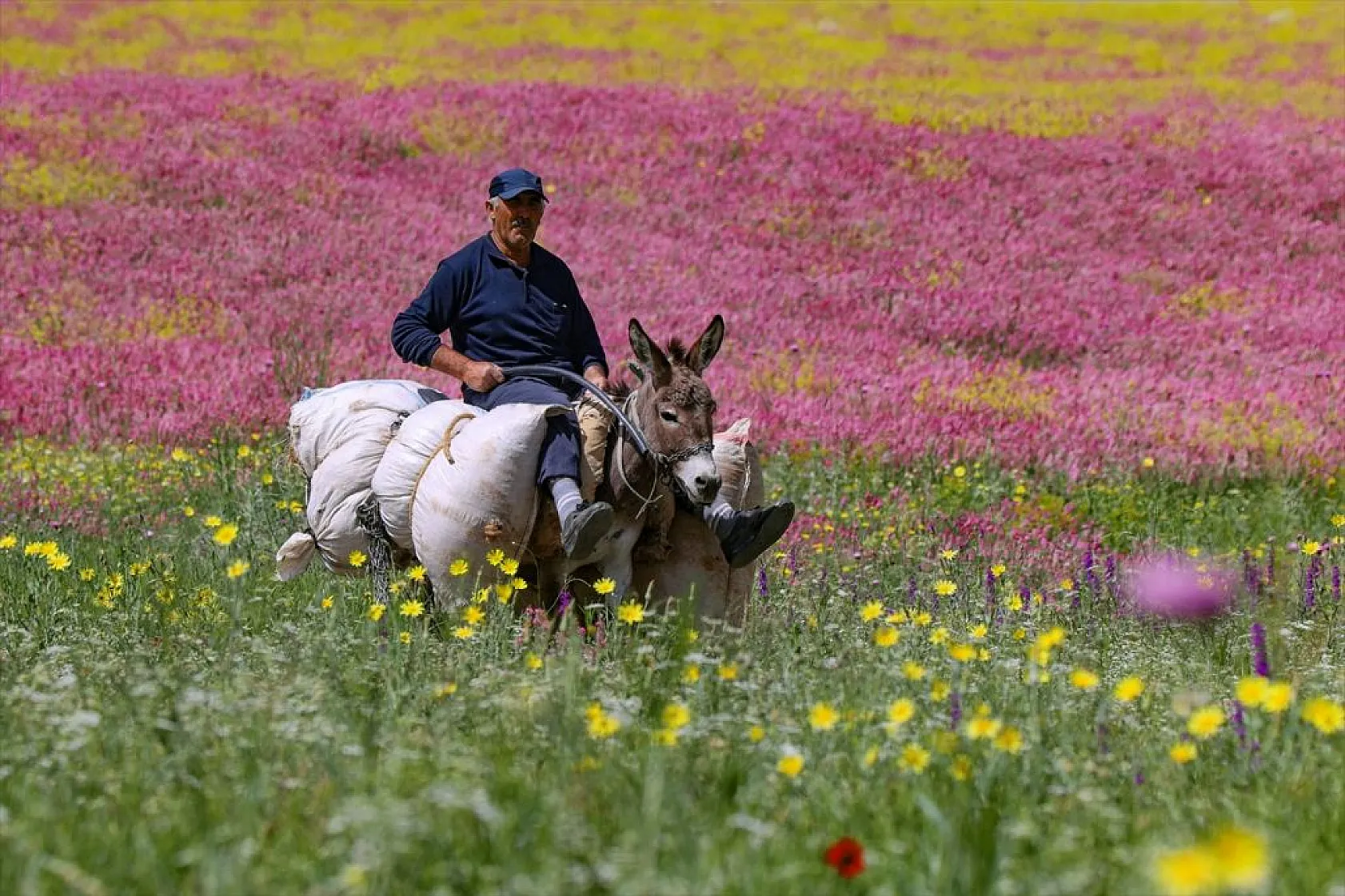 Rengarenk tarlalarda yolculuk