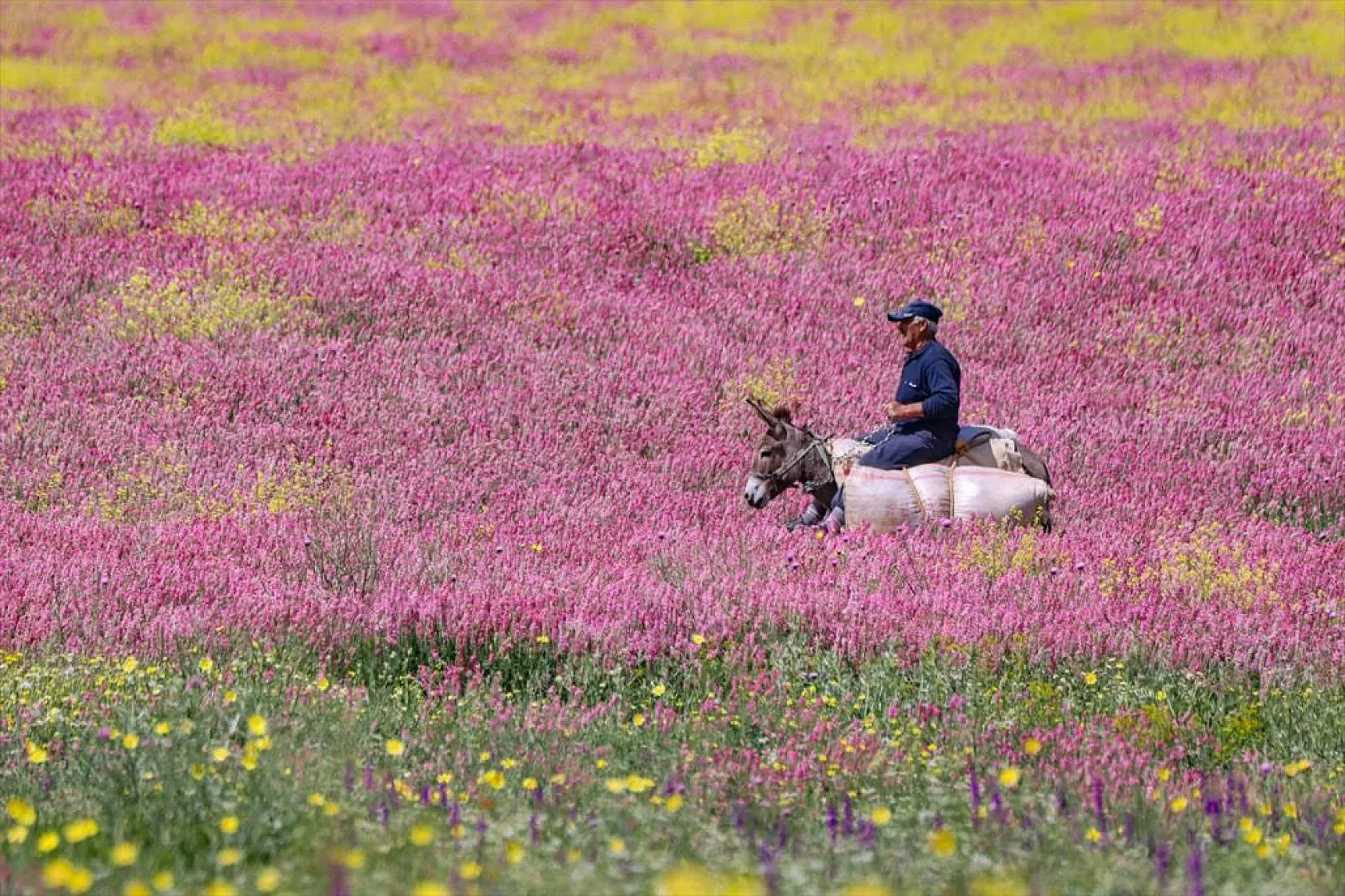 Rengarenk tarlalarda yolculuk