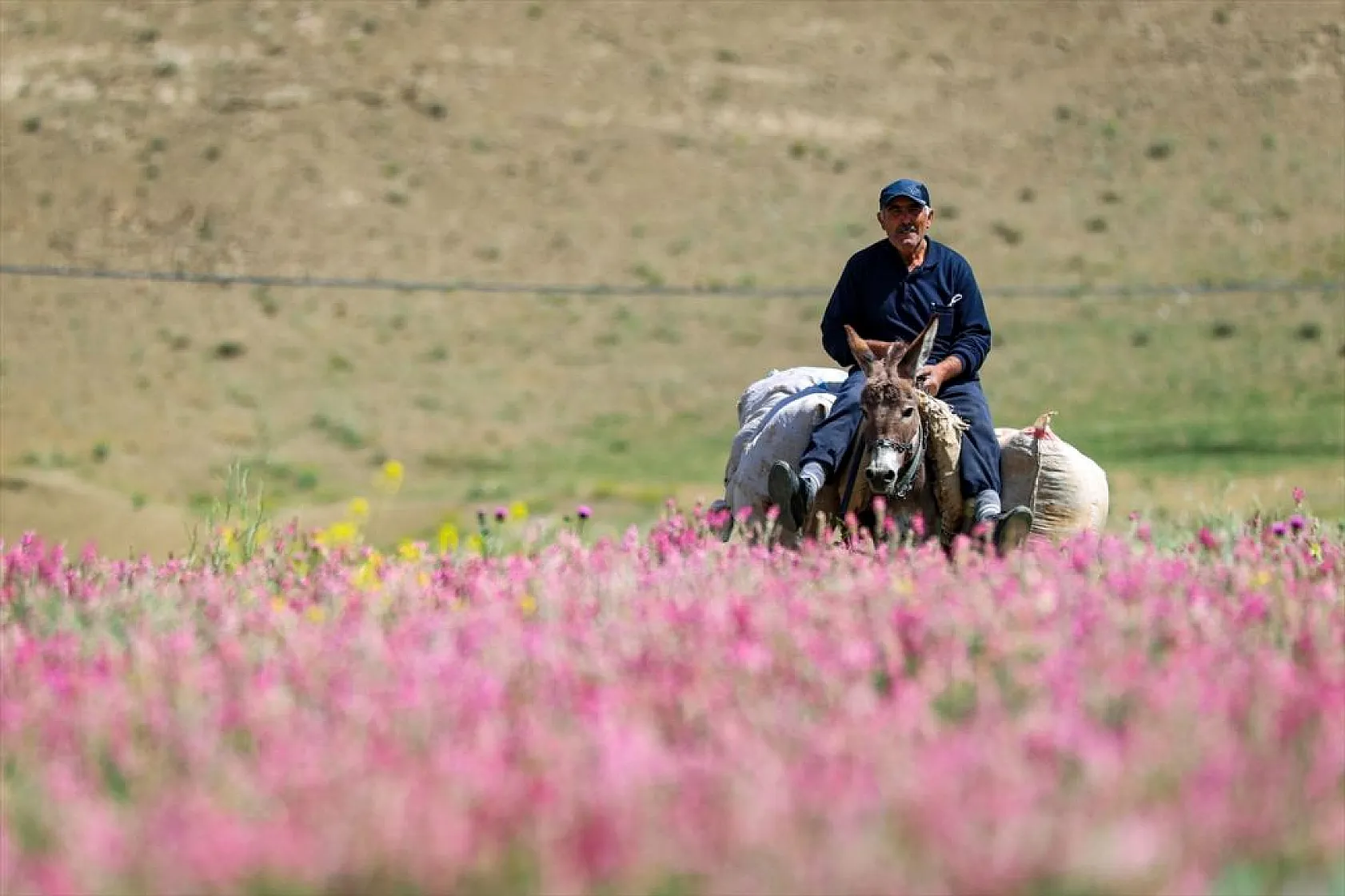 Rengarenk tarlalarda yolculuk