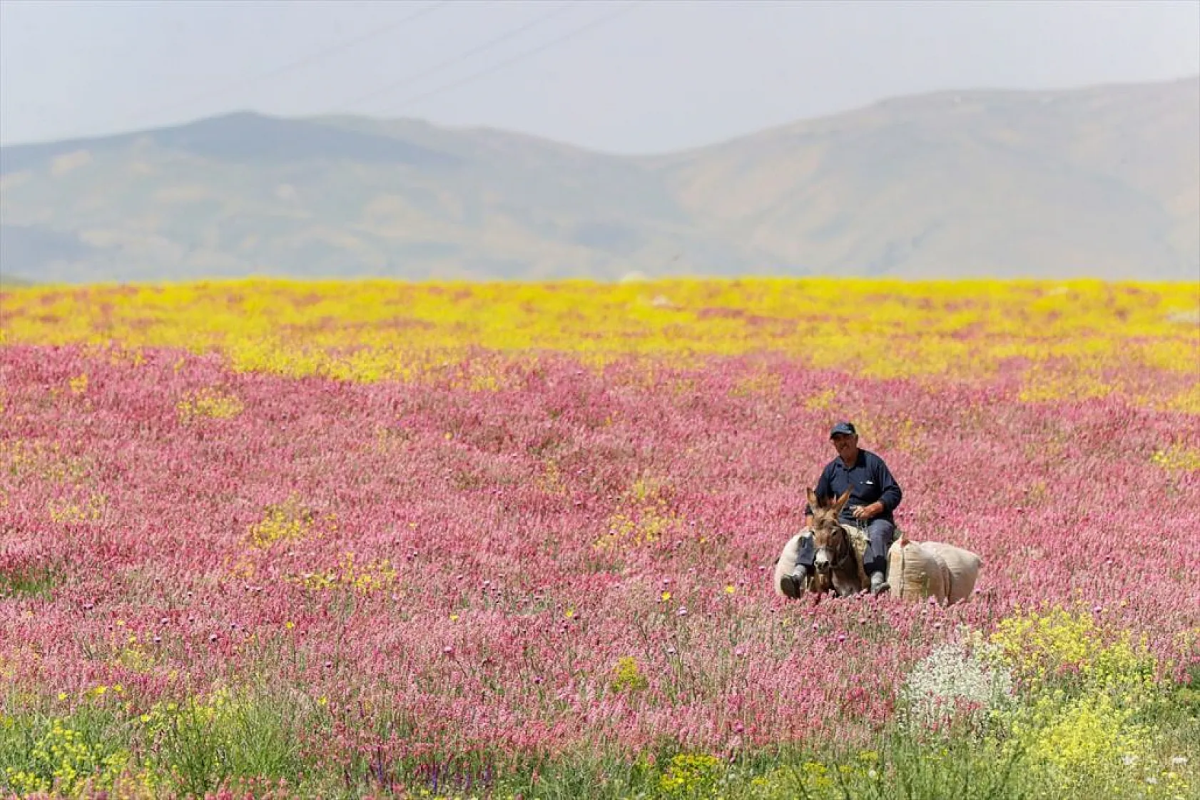 Rengarenk tarlalarda yolculuk