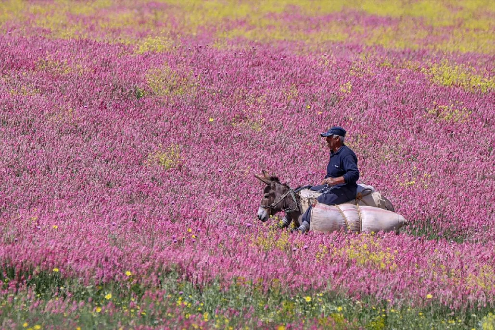 Rengarenk tarlalarda yolculuk