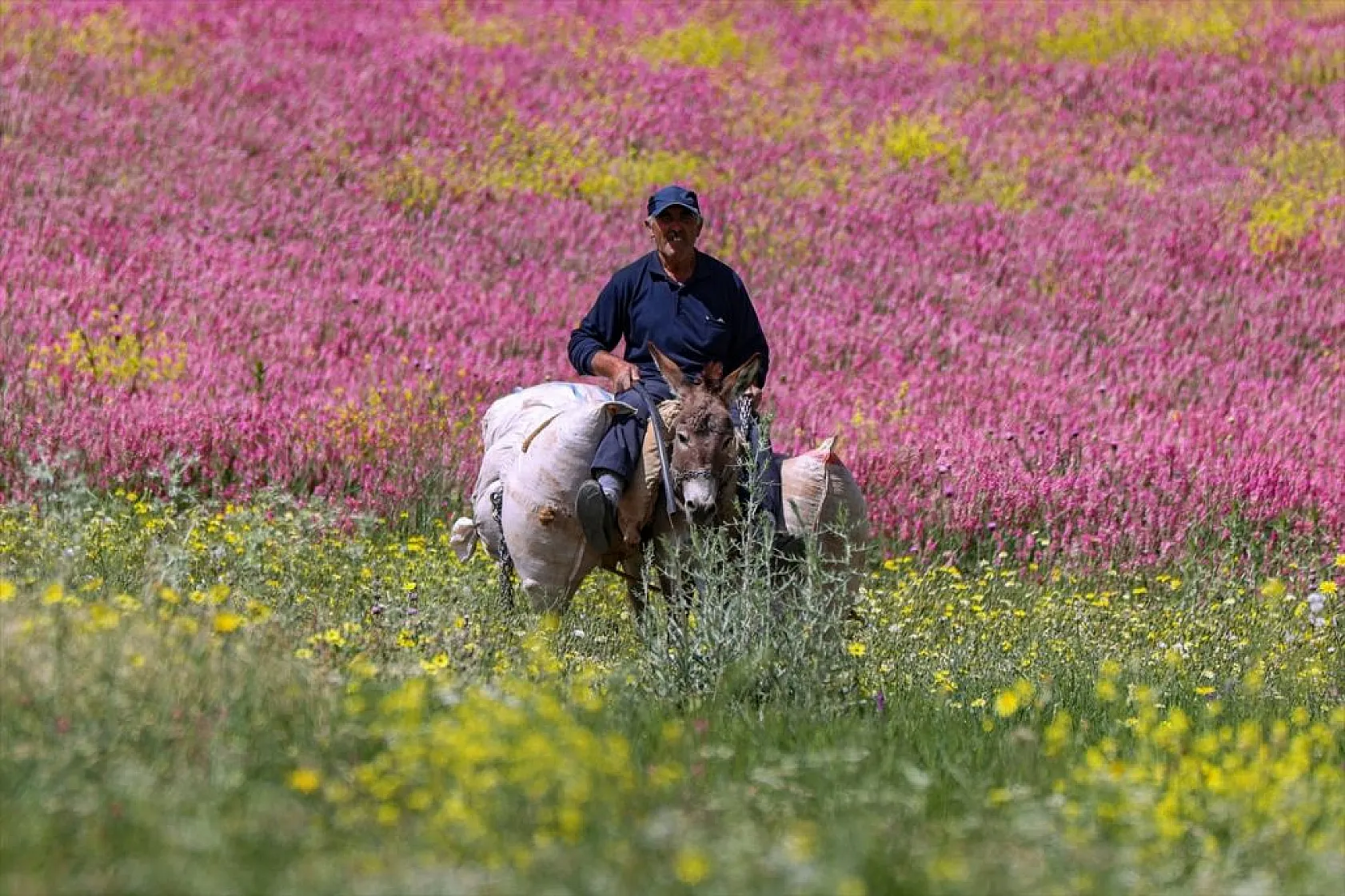 Rengarenk tarlalarda yolculuk
