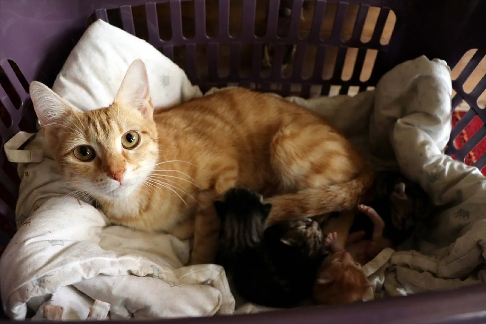 Emekli öğretmenden sahipsiz hayvanlara vefa