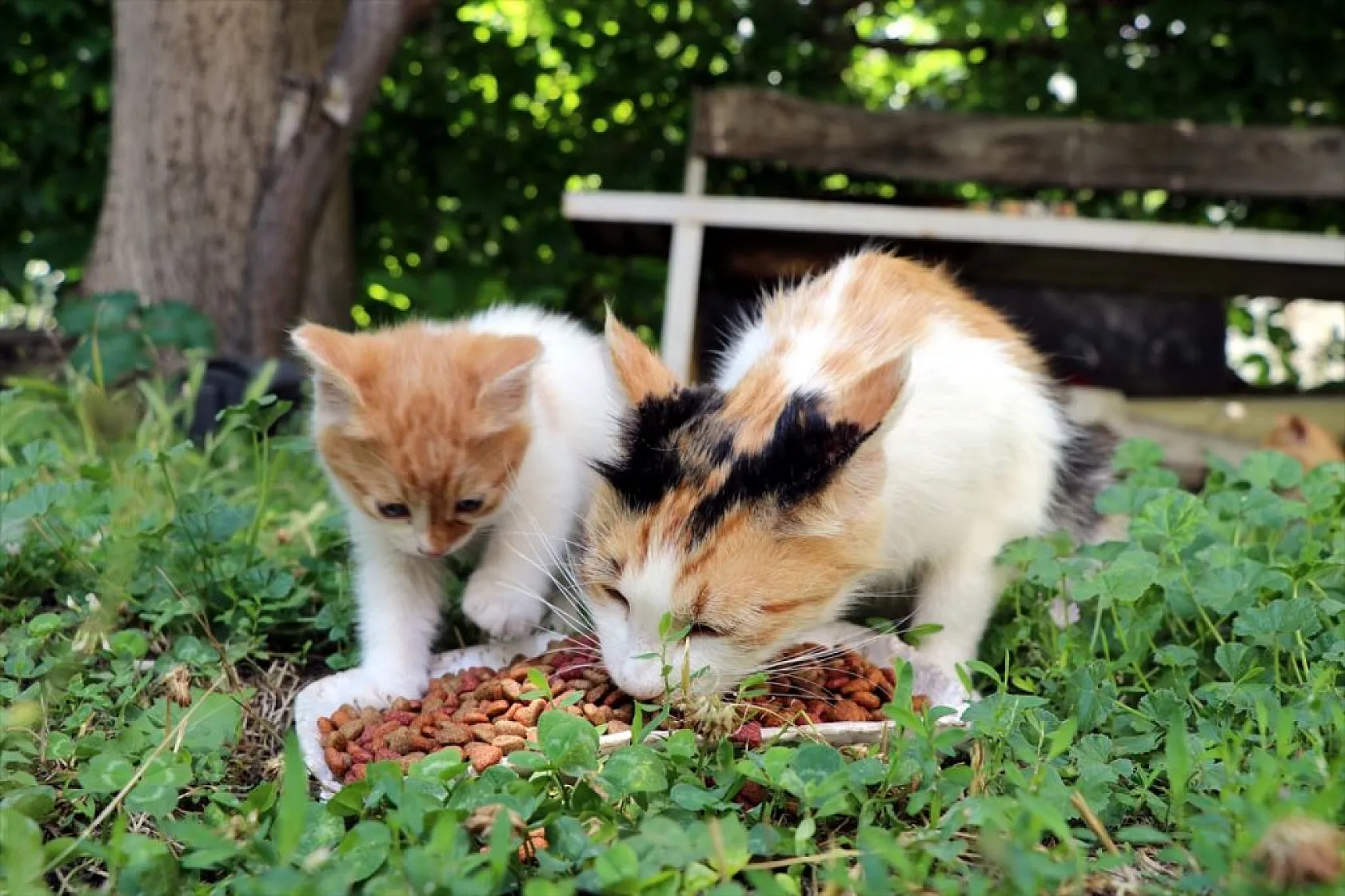 Emekli öğretmenden sahipsiz hayvanlara vefa