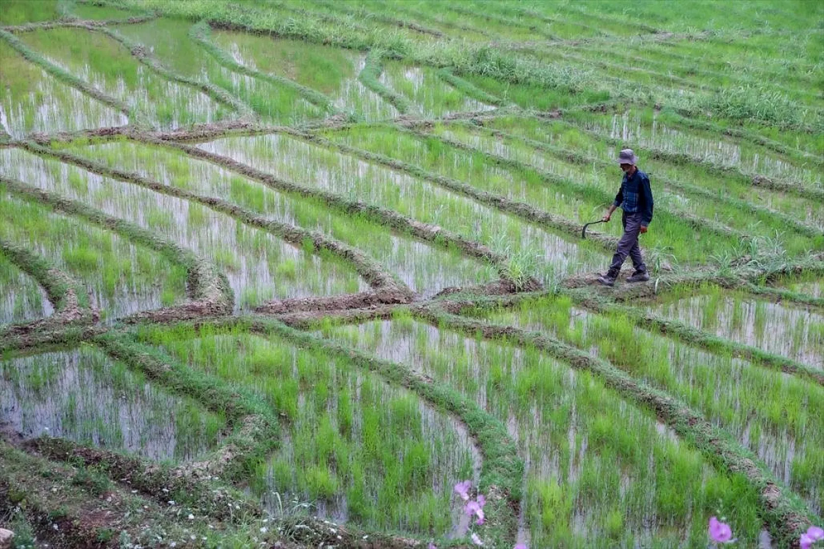 Çukarca'da çiftçilerin domuz nöbeti
