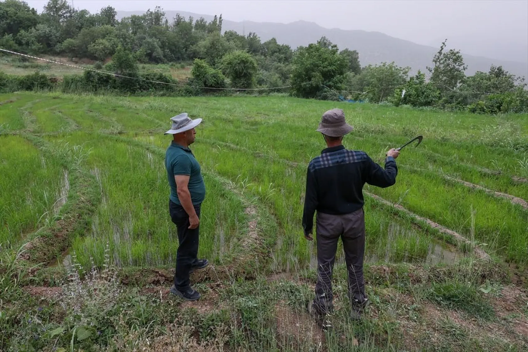 Çukarca'da çiftçilerin domuz nöbeti