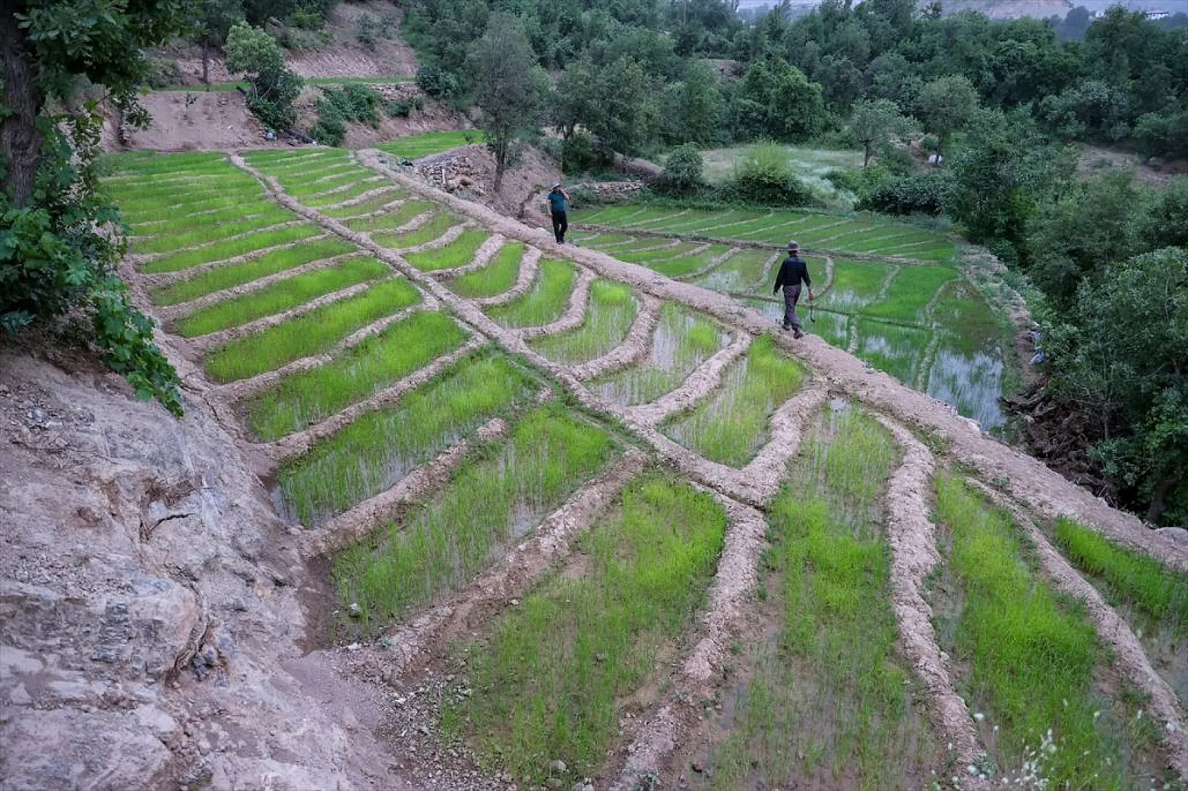 Çukarca'da çiftçilerin domuz nöbeti