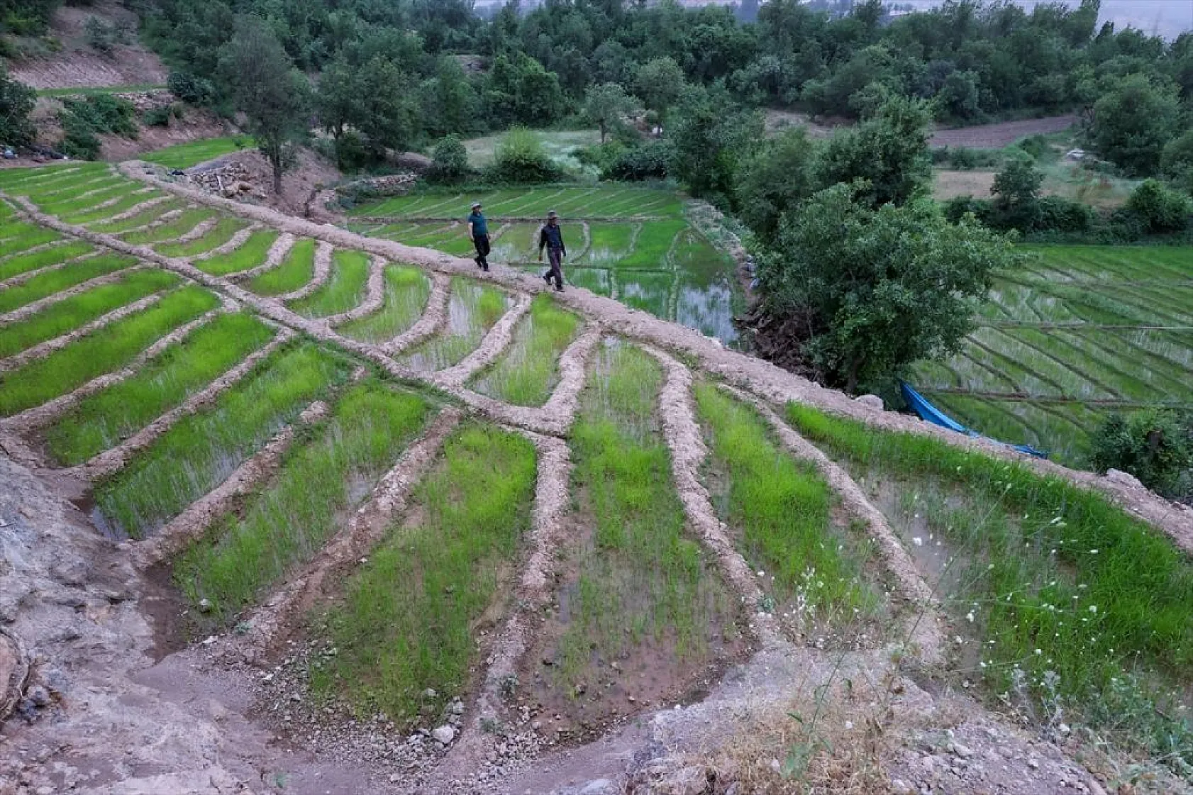 Çukarca'da çiftçilerin domuz nöbeti