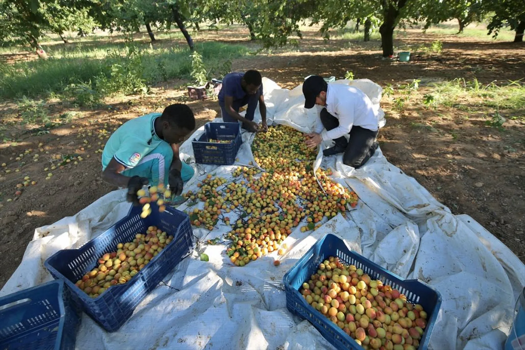 Baskil'de 40 bin ton hasat hedefiyle kayısı toplanıyor