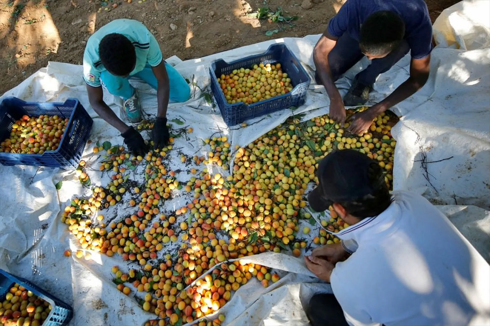Baskil'de 40 bin ton hasat hedefiyle kayısı toplanıyor