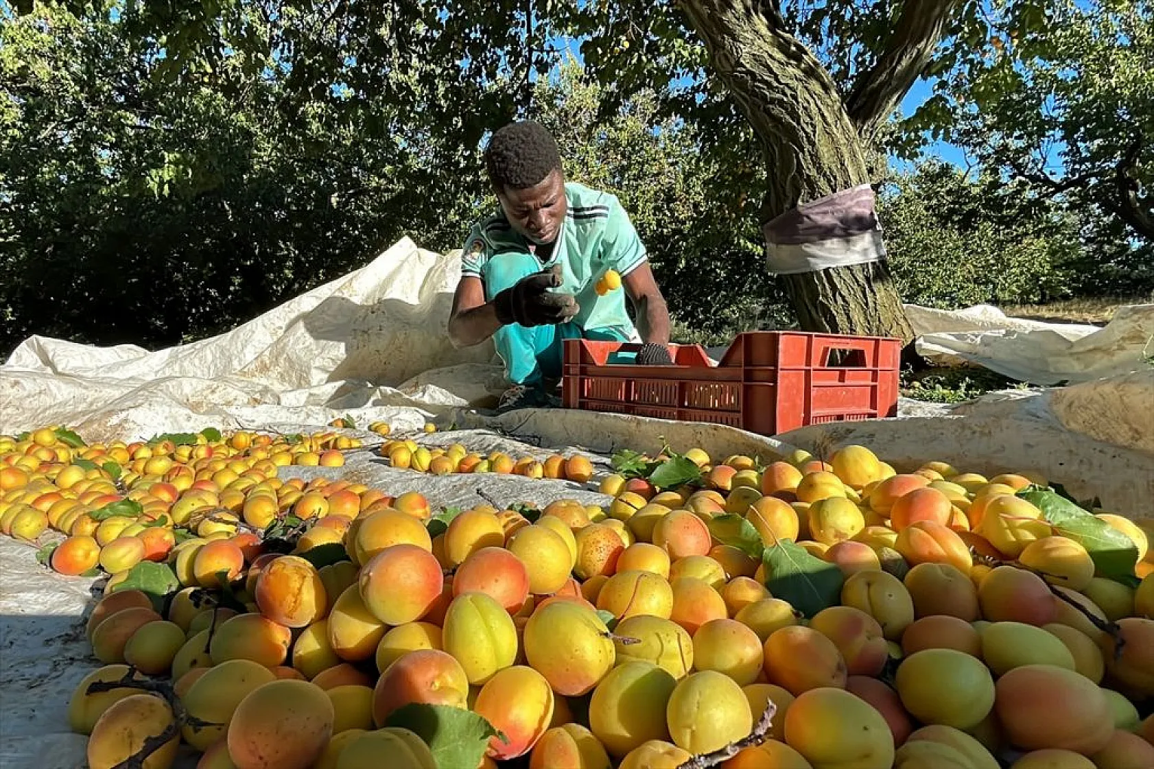 Baskil'de 40 bin ton hasat hedefiyle kayısı toplanıyor