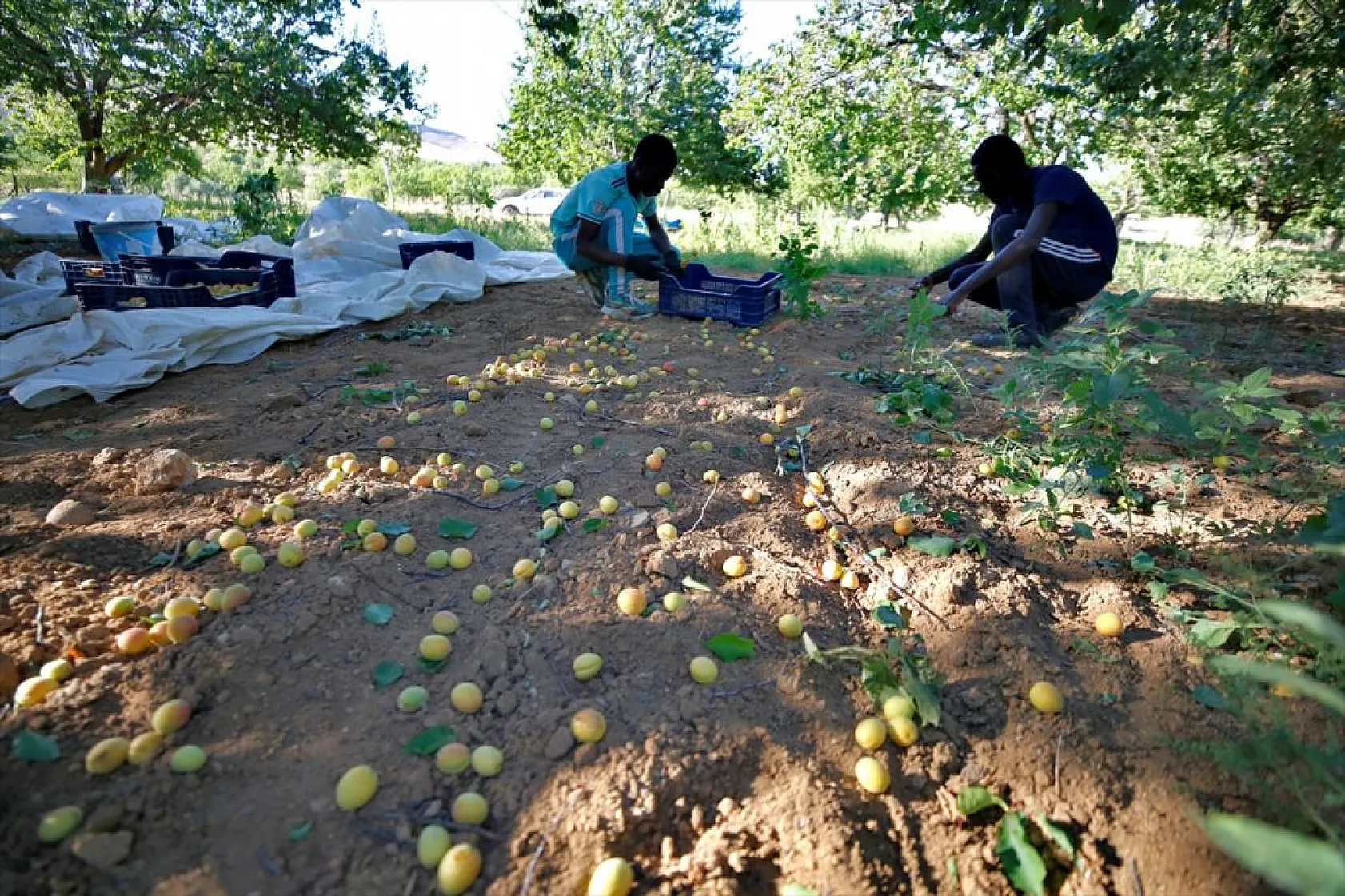 Baskil'de 40 bin ton hasat hedefiyle kayısı toplanıyor