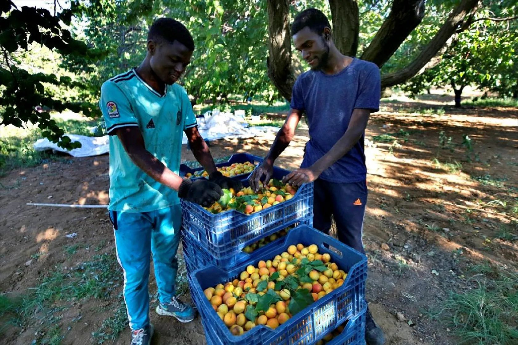 Baskil'de 40 bin ton hasat hedefiyle kayısı toplanıyor