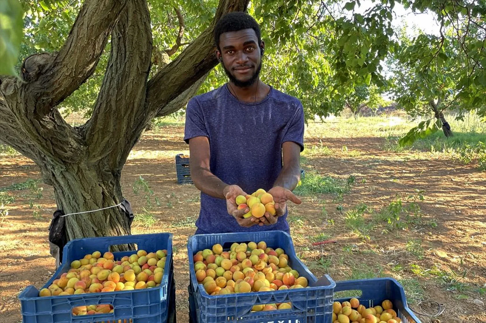 Baskil'de 40 bin ton hasat hedefiyle kayısı toplanıyor