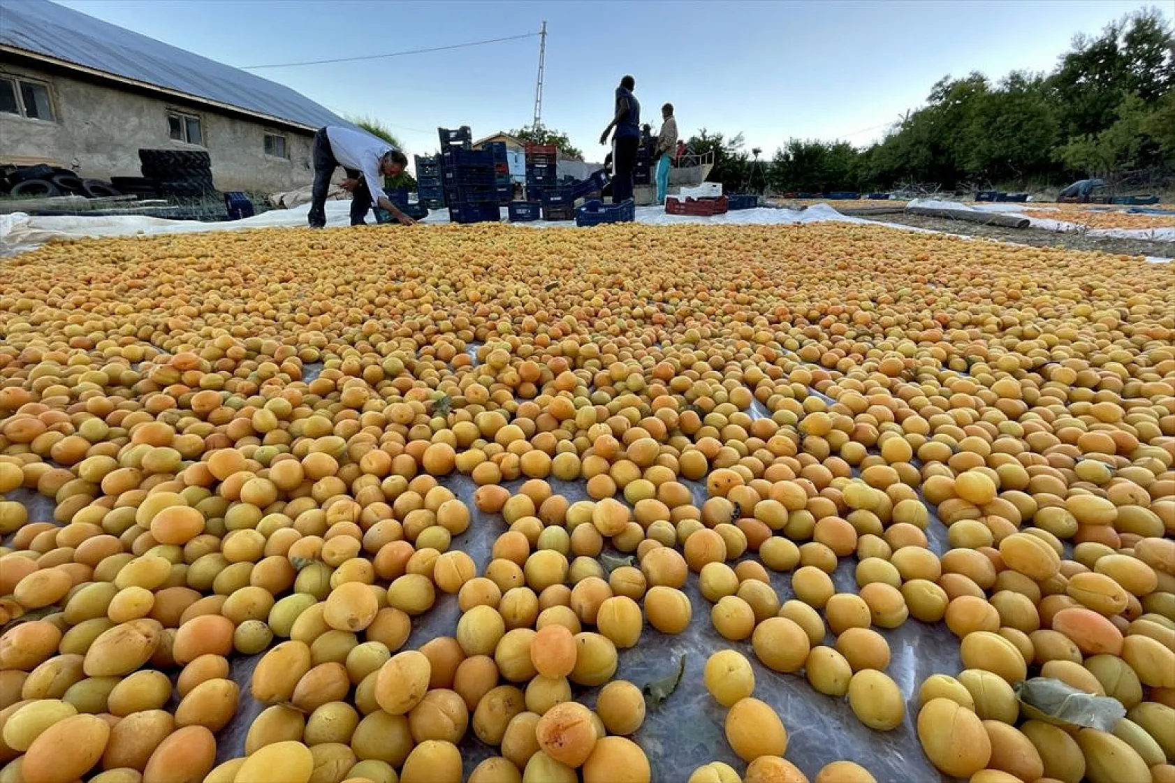 Baskil'de 40 bin ton hasat hedefiyle kayısı toplanıyor